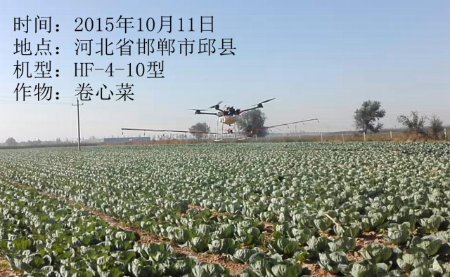 2015年10月11日省市邱縣卷心菜作業